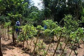 We are a nonpartisan research and educational organization that offers practical solutions. Home Garden Initiative In Halmillewa John Keells Foundation