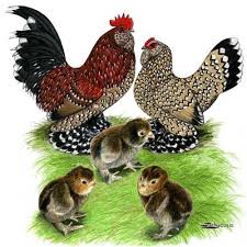 Chickens For Sale Buy Chicks For Sale Near You Efowl Bantam Chickens Chickens For Sale Chickens