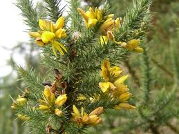 Image result for Ulex