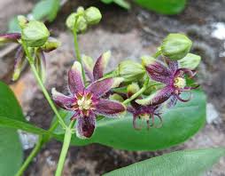 Image result for Periploca linearifolia