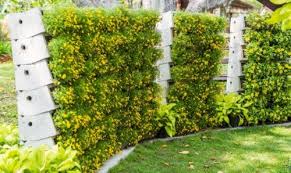 Di dunia terdapat lebih dari 40 spesies herbas yang tersebar hingga ke amerika selatan, madagaskar, afrika sampai wilayah tropis asia. 10 Tanaman Merambat Untuk Pagar Urban Garden