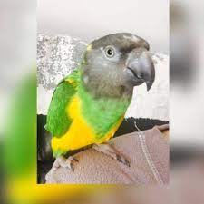 Lost Senegal Parrot Bird Germiston East Rand Gauteng Gp South Africa - L28462 Senegal Parrot Parrot Parrot Bird