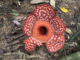 Rafflesia cantleyi, perhaps better known as the corpse flower for its pungent scent, steals everything from its host.though each blossom can be in excess of three feet across, the massive buds. Sweet Stench Authorities Make Surprise Find Of Rafflesia Growing In Kelantan Forests