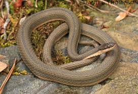 Queen Snake Regina Septemvittata Snake Snake Turtle Reptiles