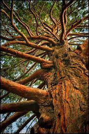 An Amazing Tree Sitting Near The Lake In Queenstown New Zealand Via Pogon Beautiful Tree Ancient Tree Giant Tree
