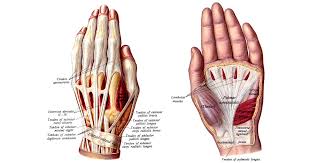 Image result for Hand Anatomy