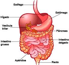 Resultado De Imagen Para Sistema Digestivo Humano Y Sus Nombres A Colores En 2021 Sistema Digestivo Humano Aparato Digestivo Dibujo Sistema Digestivo Para Ninos