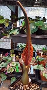 Image result for Sauromatum venosum