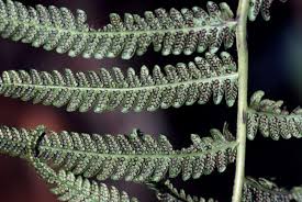 Image result for Christella dentata