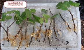 It can also repair a damaged tree in some cases. Undefined Fig Tree Plant Fruit Tree Propagation Growing Fruit Trees