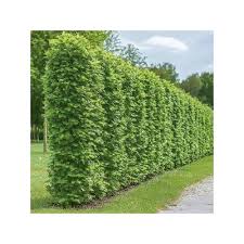 Image result for Živý plot z habru