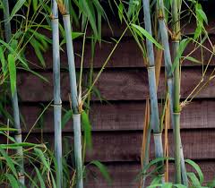 Bamboe Hagen Bamboekwekerij Kimmei Valkenswaard Bamboo Seeds Bamboo Partial Shade Plants