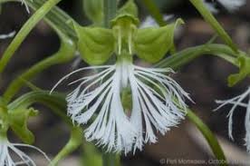 Image result for Habenaria silvatica