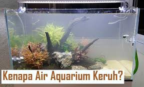 Dapat digunakan untuk ikan hias tertentu seperti arwana yang membutuhkan aquarium besar. Pasir Malang 6 Hal Yang Wajib Diketahui Sebelum Digunakan Dalam Aquascape Sobat Akuatik