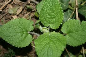 Le flacon nous dit qu'elle est chémotypée, mais ne nous donne pas cette semaine, c'est au tour de l'huile essentielle de citron (citrus limon) de passer à la casserole ! Plante Velue Au Jardin Forum De Jardinage