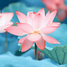 We did not find results for: Lotus Flower Fragrance Adelaide Moulding Candle Supplies