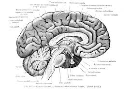 Image result for Cerebral Subcortex
