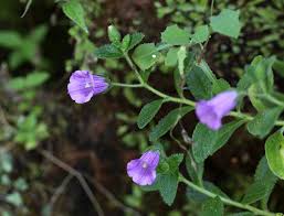 Image result for Carvalhoa campanulata