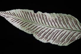 Image result for Thelypteridaceae