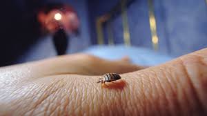 It is a common misconception that bed bugs only live in your bed. How To Get Rid Of Bed Bugs Brilliex Pest Control