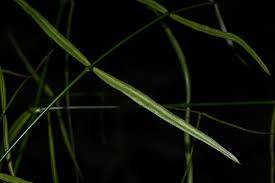 Image result for Periploca linearifolia