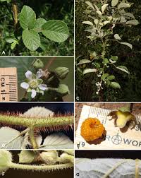 Image result for Rubus adolfi-friederici