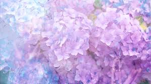 This flower, besides a specific name, has a specific origin. Hydrangea Flower Meaning Dictionary Auntyflo Com