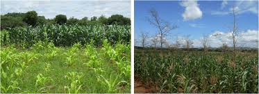 Pests are nothing new, and they have often disrupted agriculture in the past. Complementary Practices Supporting Conservation Agriculture In Southern Africa A Review Springerlink