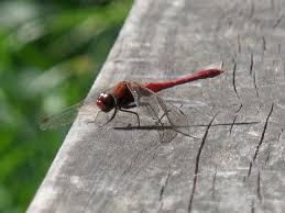 Image result for Erythrocephalum decipiens