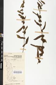 Image result for Triumfetta setulosa