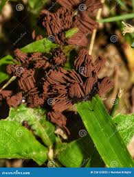 Image result for Stemonitis splendens