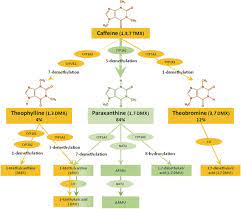 Interindividual Differences In Caffeine Metabolism And Factors Driving Caffeine Consumption Pharmacological Reviews