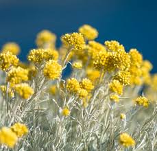 Image result for Helichrysum chasei