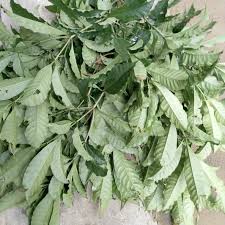 Image result for Rauvolfia vomitoria