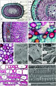 Image result for Fadogia tomentosa