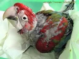 November Bird Of The Month Baby Macaw 1 Month To 3 Months Macaw Parrot Macaw Parrot