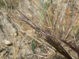 Image result for Aristida adscensionis