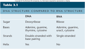 Nucleic Acids