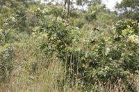 Image result for Julbernardia globiflora