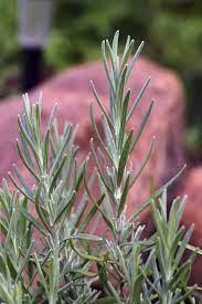Lavender Cuttings Care How To Propagate Lavender From Cuttings Lavender Plant Care Growing Lavender How To Propagate Lavender