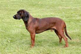 Image result for bavorský barvář