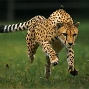 Discover over 8604 of our best selection of 1 on. 50 African Animals