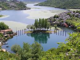 Image result for Cyperus trigonellus