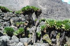 Image result for Oreophyton falcatum