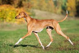 All About The Nigerian Local Dog Breeds Called Ekuke Or Bingo Dnb Stories Africa