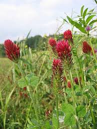 Image result for Trifolium wentzelianum