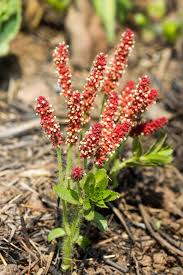 Image result for Basananthe sandersonii