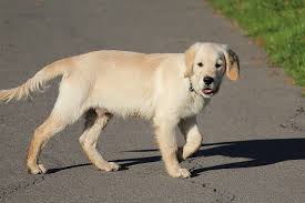 The original gfp puppy finder. What You Should Expect From A 6 Month Old Golden Retriever Healthy Homemade Dog Treats