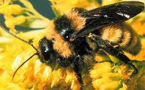Bumble bees are usually docile and gentle; Do Bumble Bees Sting Types Of Insects