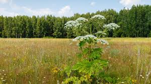 Weeds that look like flowers white. The Ultimate Guide To Weeds What To Yank What To Leave And What You Should Never Ever Touch Cbc Life